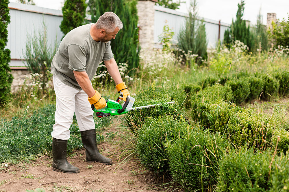 Lawn care services – what you need to know